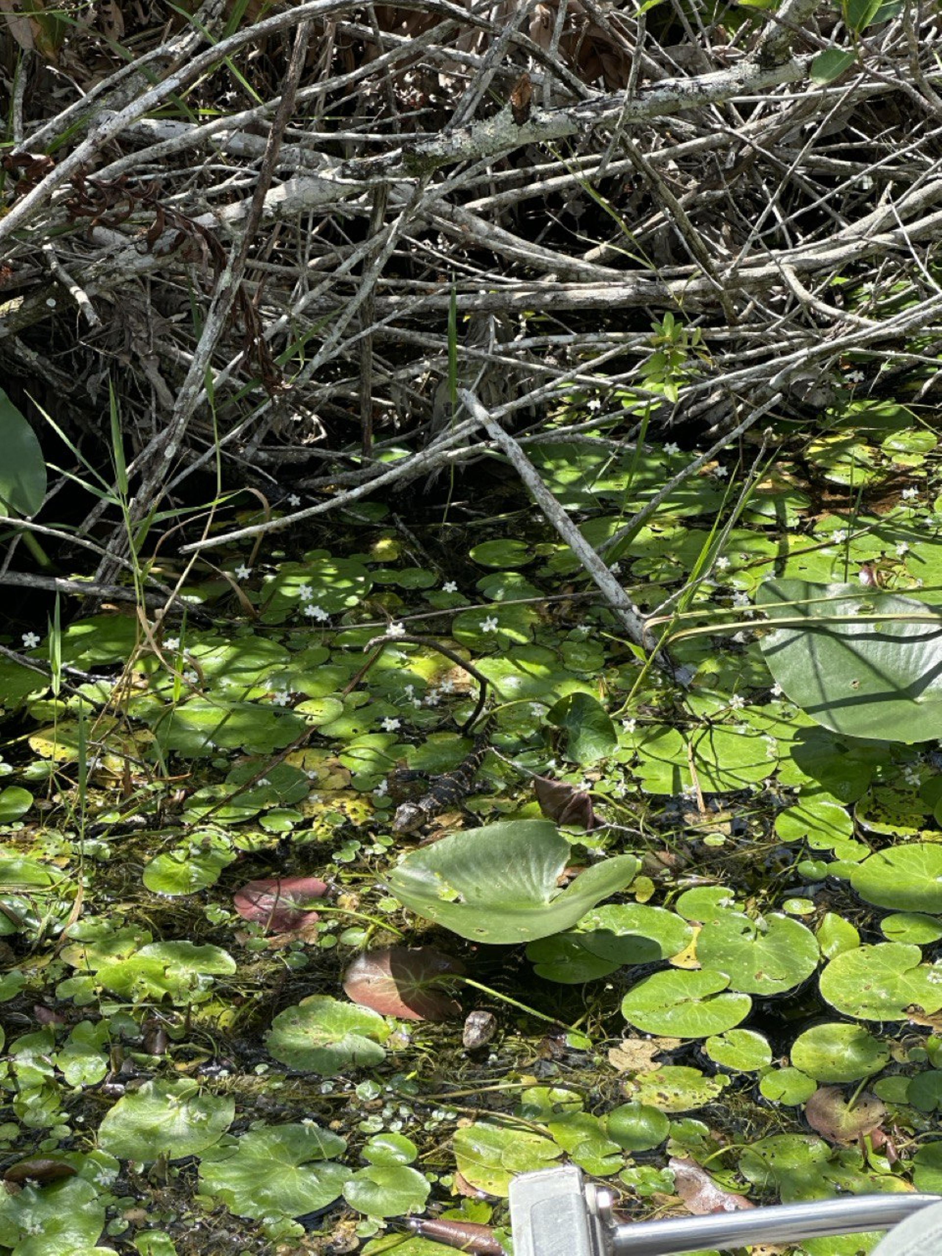 Baby Alligators